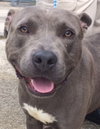 Blue Boy-ADOPTED 08.23.14