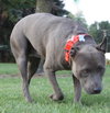 Blue Boy-ADOPTED 08.23.14
