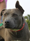 Blue Boy-ADOPTED 08.23.14