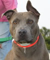 Blue Boy-ADOPTED 08.23.14