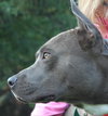 Blue Boy-ADOPTED 08.23.14