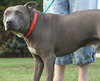 Blue Boy-ADOPTED 08.23.14