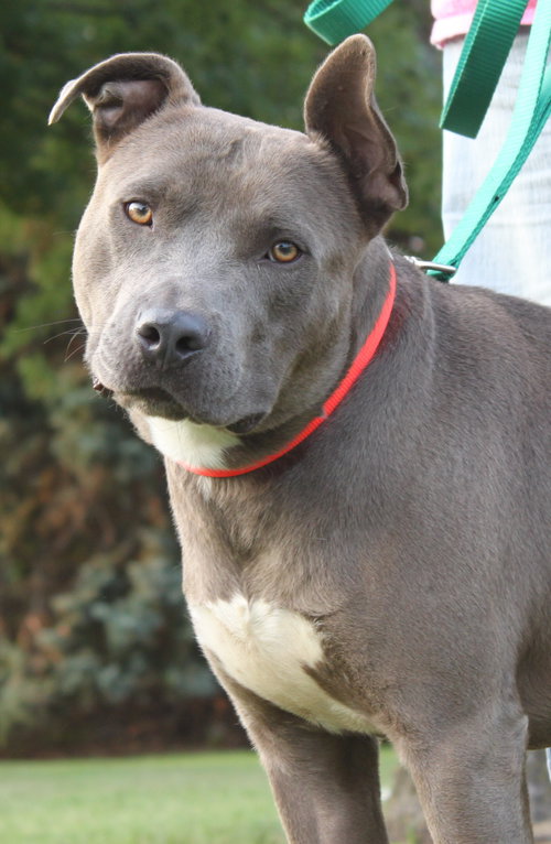 Blue Boy-ADOPTED 08.23.14
