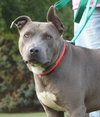 Blue Boy-ADOPTED 08.23.14