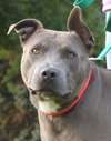 Blue Boy-ADOPTED 08.23.14