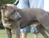 Blue Boy-ADOPTED 08.23.14