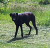 Jasper-ADOPTED 09.06.14