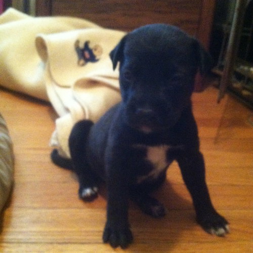 Miles - ADOPTED 09.13.14