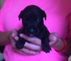 Miles - ADOPTED 09.13.14