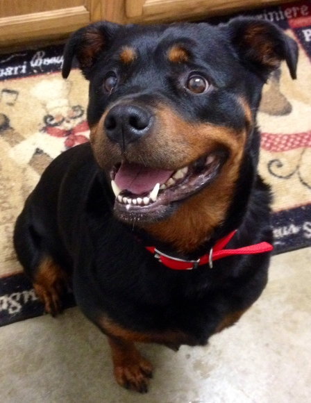 Shaylee - ADOPTED 08.29.14