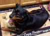 Shaylee - ADOPTED 08.29.14
