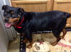 Shaylee - ADOPTED 08.29.14
