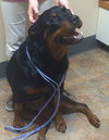 Shaylee - ADOPTED 08.29.14