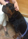 Shaylee - ADOPTED 08.29.14
