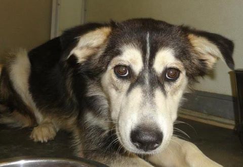 Nikita - ADOPTED 09.01.14