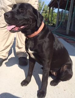 Ava's Fiona-ADOPTED-1.27.15