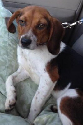 Myra - ADOPTED 08.23.14