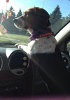 Myra - ADOPTED 08.23.14