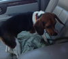 Myra - ADOPTED 08.23.14