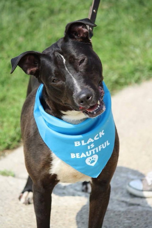 Mitsy Rouge - ADOPTED 12.12.15