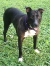 Mitsy Rouge - ADOPTED 12.12.15