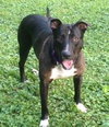 Mitsy Rouge - ADOPTED 12.12.15