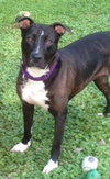 Mitsy Rouge - ADOPTED 12.12.15