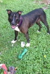 Mitsy Rouge - ADOPTED 12.12.15
