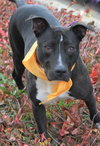 Mitsy Rouge - ADOPTED 12.12.15