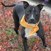 Mitsy Rouge - ADOPTED 12.12.15
