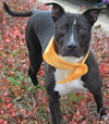 Mitsy Rouge - ADOPTED 12.12.15
