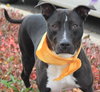 Mitsy Rouge - ADOPTED 12.12.15