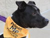Mitsy Rouge - ADOPTED 12.12.15