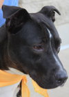 Mitsy Rouge - ADOPTED 12.12.15