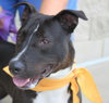 Mitsy Rouge - ADOPTED 12.12.15