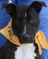 Mitsy Rouge - ADOPTED 12.12.15