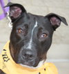 Mitsy Rouge - ADOPTED 12.12.15