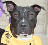 Mitsy Rouge - ADOPTED 12.12.15