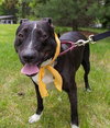 Mitsy Rouge - ADOPTED 12.12.15