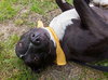 Mitsy Rouge - ADOPTED 12.12.15