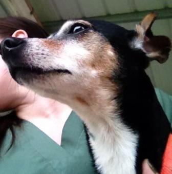 Sturgis-ADOPTED-12.12.14