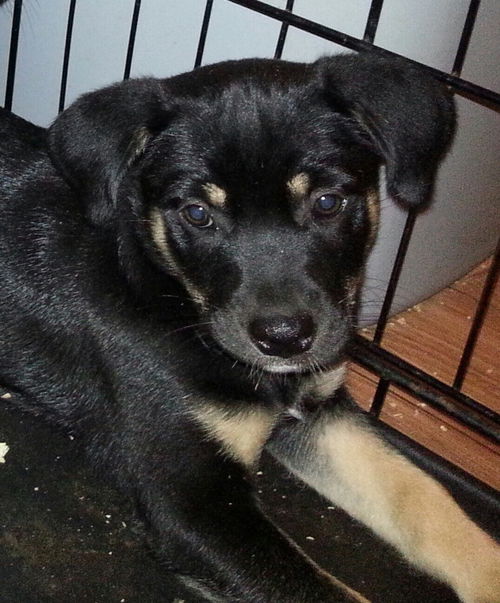 Em Litter Zeus - ADOPTED 09.27.14