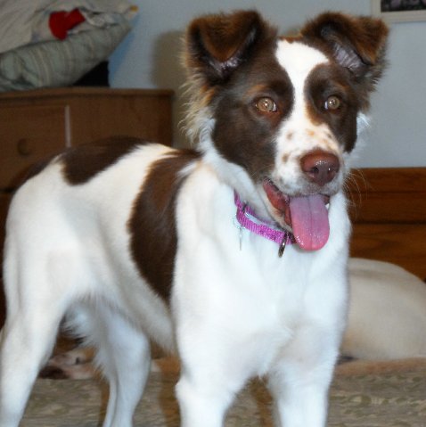 Mystique - ADOPTED 09.06.14