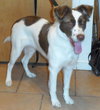Mystique - ADOPTED 09.06.14