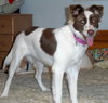 Mystique - ADOPTED 09.06.14