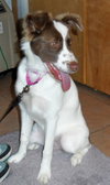 Mystique - ADOPTED 09.06.14