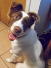 Mystique - ADOPTED 09.06.14