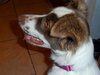 Mystique - ADOPTED 09.06.14