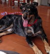 Dugan-ADOPTED-2.21.15