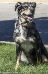 Dugan-ADOPTED-2.21.15